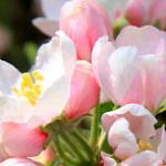 ГРАФИК РАБОТЫ в ПРАЗДНИЧНЫЕ ДНИ